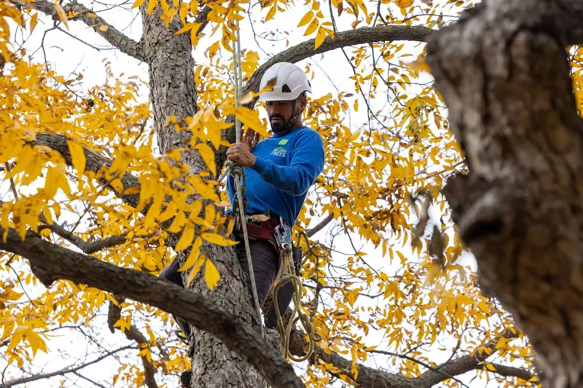 Skilled Tree Planting crew working in Charleston